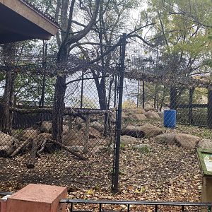 Asian Cats - Snow Leopard Exhibit