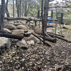 Asian Cats - Snow Leopard Exhibit