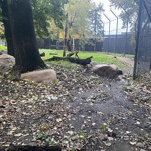 Asian Cats - Amur Tiger Exhibit