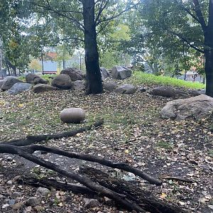 Asian Cats - Amur Tiger Exhibit