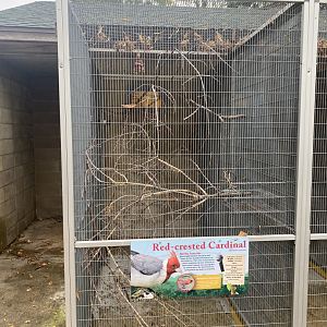 Tropical Birds - Red-Crested Cardinal Exhibit
