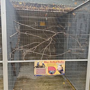 Tropical Birds - Blue-Bellied Roller Exhibit