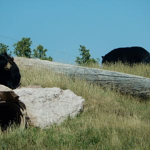 9/7/2021 - Bears on the Hillside