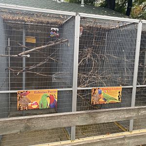 Tropical Birds - Eclectus Parrot & “Rainbow” Lorikeet Exhibits
