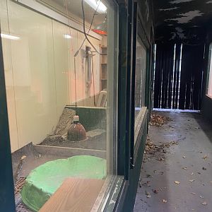 Tropical Birds - Galapagos Tortoise & Chinese Alligator Indoor Exhibits