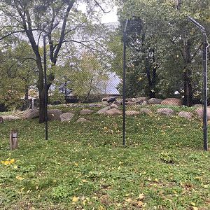 Asian Cats - Amur Tiger Exhibit
