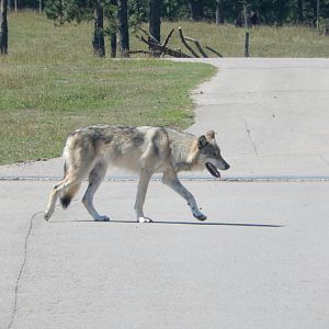 9/7/2021 - Wolf Crossing
