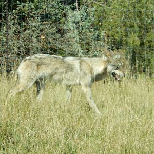 9/7/2021 - The Loner