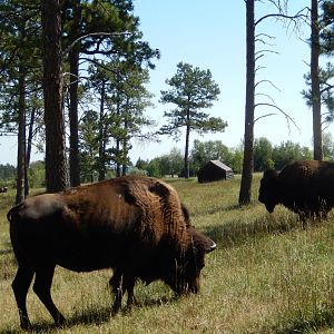 9/7/2021 - American Bison