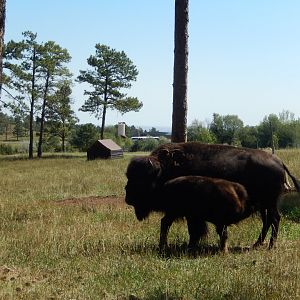 9/7/2021 - Bison Mom & Calf