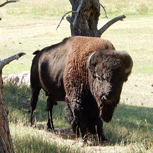 9/7/2021 - Majestic Bull