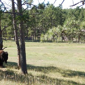 9/7/2021 - American Bison, Pronghorn, & Mule Deer Habitat