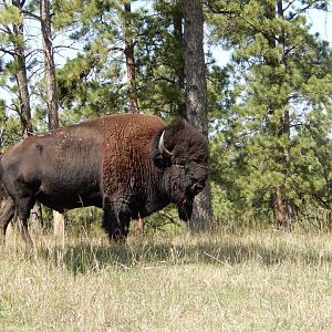 9/7/2021 - Thunderbeast