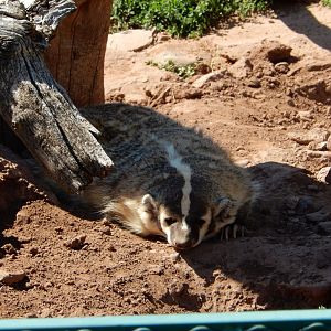9/7/2021 - American Badger