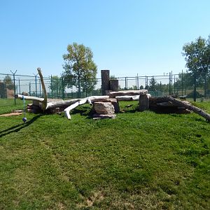 9/7/2021 - Bobcat Exhibit