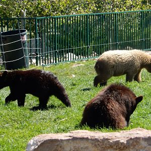 9/7/2021 - American Black Bear Cubs