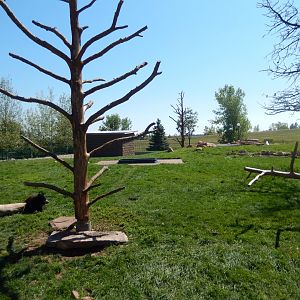 9/7/2021 - Half of Black Bear Cub Exhibit