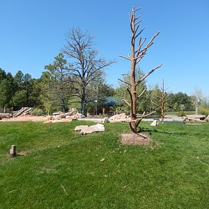 9/7/2021 - Black Bear Cub Exhibit