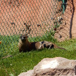 9/7/2021 - River Otter