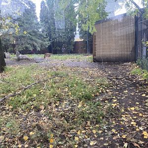North America - Red Wolf Exhibit