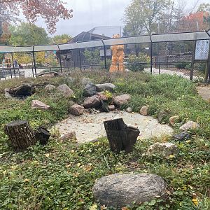 North America- Red Fox Exhibit