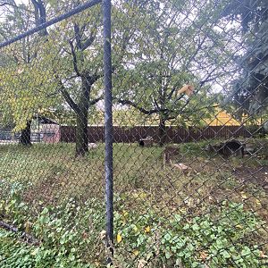 North America- Red Wolf Exhibit