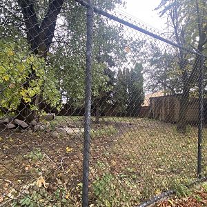 North America- Red Wolf Exhibit