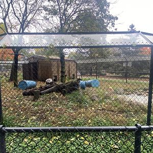 North America- Arctic Fox Exhibit