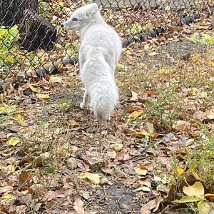 Arctic Fox