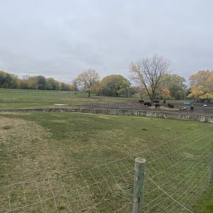North America - American Bison/Mule Deer/Sandhill Crane Exhibit