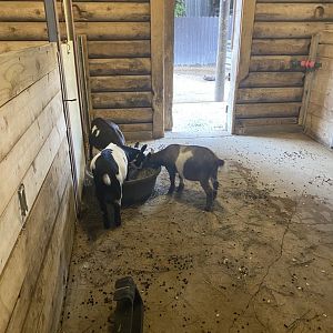 Hyvee Face-to-Face Farm - Domestic Goat Indoor Exhibit