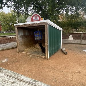 Hyvee Face-to-Face Farm - Alpaca Exhibit