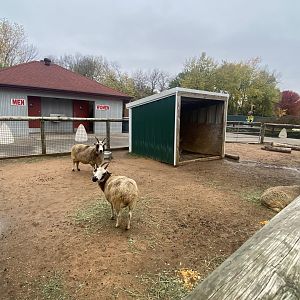 Hyvee Face-to-Face Farm - Jacob’s Sheep Exhibit