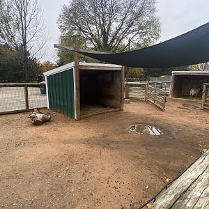 Hyvee Face-to-Face Farm - Domestic Goat Exhibit