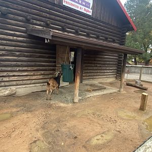 Hyvee Face-to-Face Farm - Domestic Goat Exhibit