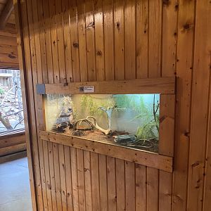 Brazilian Salmon Birdeater Tarantula Terrarium