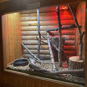 Carpet Python Exhibit