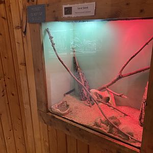 Sank Skink Terrarium