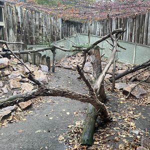 Red Panda Exhibit #1