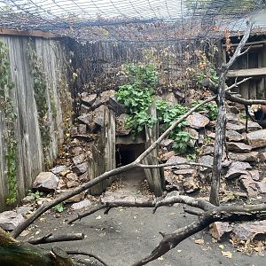 Red Panda Exhibit #1