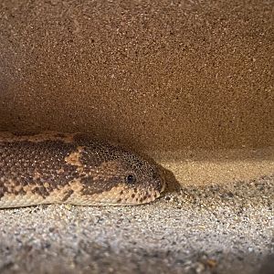 Kenyan Sand Boa