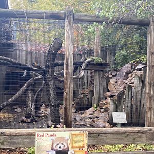 Red Panda Exhibit #2