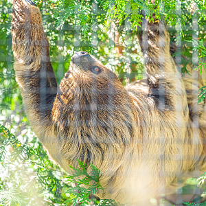 Sally the female Linnaeus's Two-toed Sloth