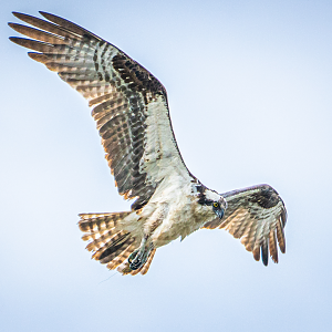Osprey