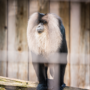 Lion-tailed Macaque
