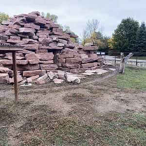 Bighorn Sheep Exhibit