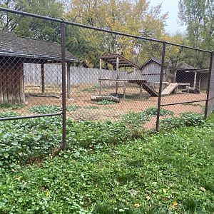 Walkabout Australia - New Guinea Singing Dog Exhibit
