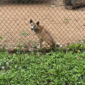 New Guinea Singing Dog