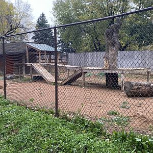 Walkabout Australia - New Guinea Singing Dog Exhibit