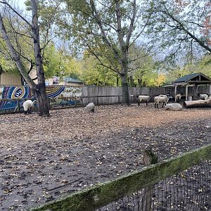 Walkabout Australia - Shetland Sheep Exhibit